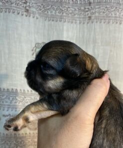 comprar chihuahua pelo largo