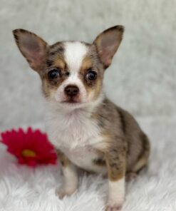 chihuahua poodle mix for sale