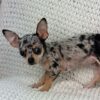 mini chihuahua for sale near me