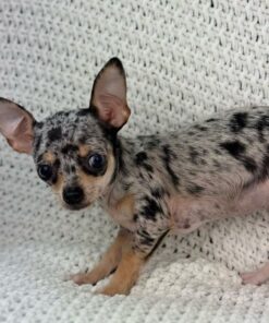 mini chihuahua for sale near me