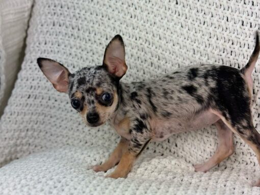 mini chihuahua for sale near me