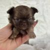 teacup chihuahua for sale under $500 near me