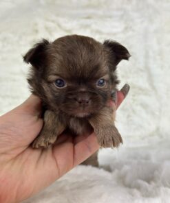 teacup chihuahua for sale under $500 near me